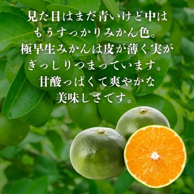【訳あり】愛媛みかん （ 極早生 ） 5kg【発送時期：９月下旬～】2S-Lサイズ サイズミックス 愛媛みかん 温州みかん 一番みかん 柑橘 みかん 愛媛県 愛南町 清家ばんかんビレッジ