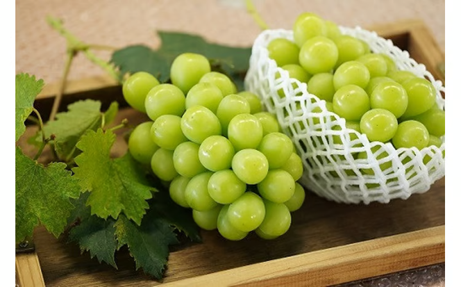 【2026年先行予約】 厳選 岡山県産 シャインマスカット 1.0㎏以上 2房 / 産地直送 朝採れ ブドウ ぶどう 先行予約 果物 フルーツ 真庭市 【kgftmt001-02】