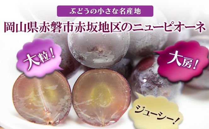 ぶどう 2026年 先行予約 ニュー ピオーネ 大粒 大房 1房 650g以上 ブドウ 葡萄 岡山県 赤磐市産 国産 フルーツ 果物 ギフト 赤坂青空市 黒ブドウ 果物類 