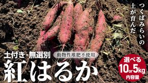 ＼ 選べる内容量 ／ 茨城県産 紅はるか 5kg 10kg 土付き 無選別 熟成 さつまいも 生芋 芋 サツマイモ 甘い 焼き芋 スイートポテト ねっとり つくばみらい市 茨城県産