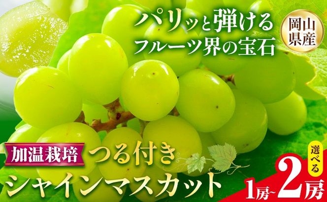【先行予約】岡山県産 選べる つる付き シャインマスカット ハウス栽培(加温栽培) 1房 (680g以上) 2房 (580g以上) 有限会社ホーティカルチャー神島《7月中旬-8月中旬頃出荷》岡山県 笠岡市 マスカット ぶどう 葡萄 果物【配送不可地域あり】---H-71---