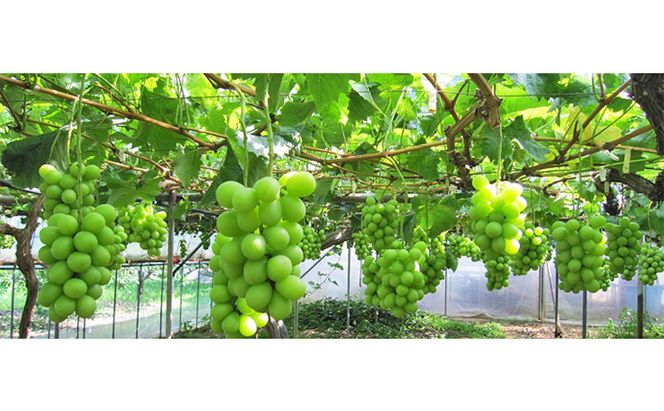 【2026年先行予約】 【糖度18度以上】ぶどう 岡山県産 たたらみねらる シャインマスカット トリプルカップ (3カップ入り 合計900g以上) 《2026年8月下旬-10月下旬頃出荷》 フルーツ 果物 数量限定 