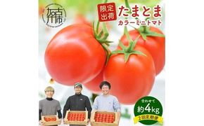 【限定出荷】"たまとま"＋カラーミニトマト(約4kg)[定期便2回]《 野菜 トマト ミニトマト カラートマト 定期 定期便 2回 送料無料 おすすめ 美味しい セット とまと ふるさと納税 》【2403C12103】