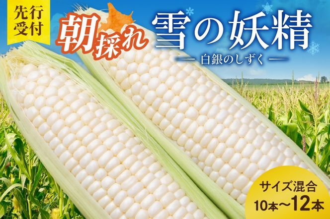 【2026年8月～発送開始！】北海道十勝清水町産 希少品種！ 白いとうもろこし 雪の妖精 サイズ混合 10～12本_S021-0017