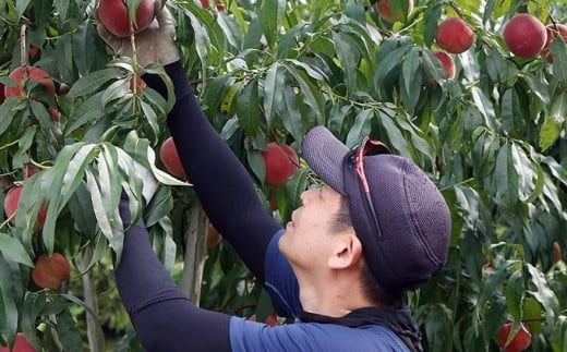 川中島白鳳 約3kg 7～12玉 ［おぶせファーマーズ］果物 フルーツ 桃 もも モモ クール便 冷蔵便 長野県産 信州産 令和7年産【2025年7月下旬〜8月中旬発送】［F-14］
