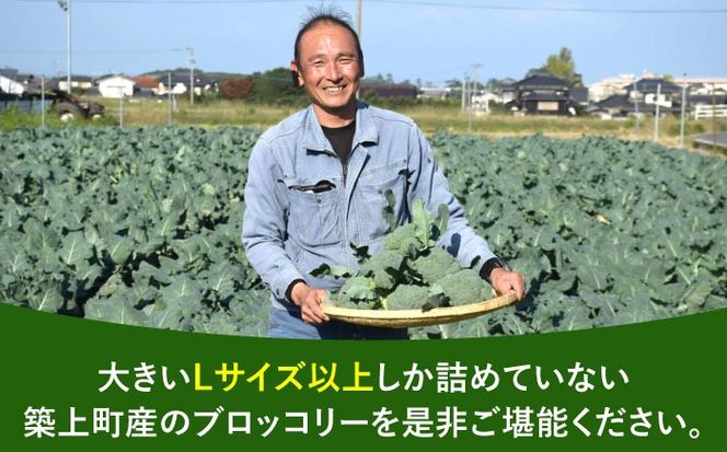 【先行予約】　【30箱限定】ブロッコリーLサイズ6株氷詰め《築上町》【下田農園】[ABDX001]