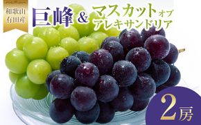 先行予約 和歌山 有田産 2色 ぶどう 詰め合わせ 巨峰 マスカットオブアレキサンドリア［2026年8月下旬以降発送］  	DU02