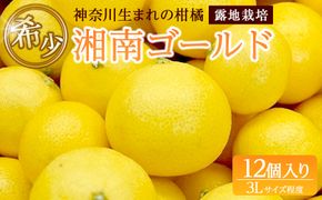 〈超希少商品〉神奈川生まれの柑橘 ハウス栽培の湘南ゴールド＜出荷開始：２０２６年２月１５日出荷開始～２０２６年３月１０日出荷終了＞【フルーツ オレンジ 果物 柑橘 贈答用 家庭用 自宅用  神奈川県小田原市】 142069_GPA001