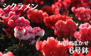 シクラメン  (お色おまかせ)  6号鉢 / 花 お花 ガーデニング 家庭 園芸 家庭菜園 庭いじり【wakuyaengei002】