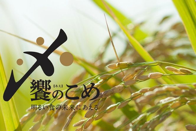 【期間限定発送】 米 令和8年 2kg ×4種 計 8kg 精米 食べ比べ [中橋商事 石川県 宝達志水町 38601091] こしひかり コシヒカリ お米 石川 こめ コメ 白米 10キロ ゆめみづほ ひゃくまん穀 つきあかり