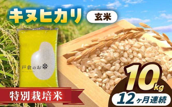 【12回定期便】特別栽培米　キヌヒカリ　玄米　10kg　お米　ご飯　愛西市／株式会社戸倉トラクター[AECS054]