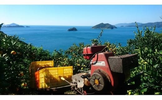 【先行受付】【数量限定】【贈答用】せとか（生果）5kg（2026年2月頃より順次発送） IKTQ010