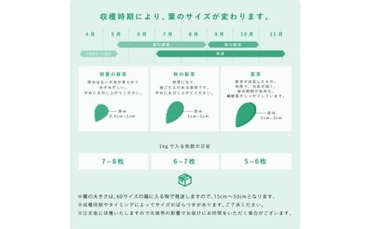 【期間限定】食べるサボテン 太陽の葉 フレッシュリーフ(新芽限定・お試し500g)
