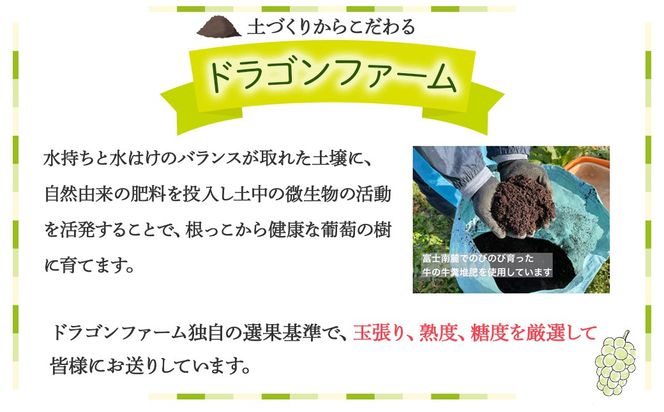 【2025年発送】訳あり 2.3kg 3房以上 シャインマスカット 先行予約 山梨県産 国産 産地直送 人気 おすすめ 贈答 ギフト お取り寄せ フルーツ 果物 くだもの ぶどう ブドウ 葡萄 わけあり ワケアリ 新鮮 甘い 皮ごと 甲斐市 BI-1