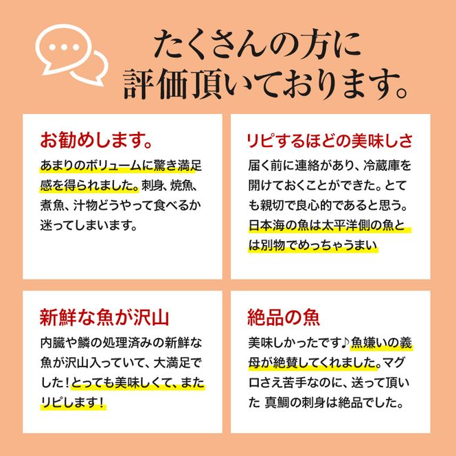 鮮魚 定期便 年4回 開けたらすぐ食べられる日本海の鮮魚 2～3人前 セット 魚 詰め合わせ 海鮮セット 食べ比べ 鮮魚ボックス 海鮮 海産物 海の幸 魚介 魚介類 刺身 切り身 ひらめ 鯛 甘エビ 鯵 あんこう 鮭 カレイ ハタハタ 鱈 ズワイガニ 冷蔵 定期