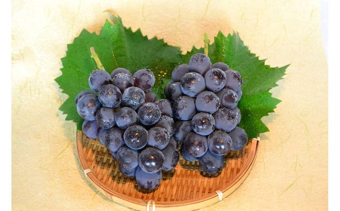 【先行予約】樹上完熟種無しピオーネ1.2kg（2～3房）（2026年9月上旬～発送） ふるさと納税 ぶどう ブドウ 葡萄 ふるさと納税 先行予約 ふるさと納税 フルーツ くだもの 果物　BF00018