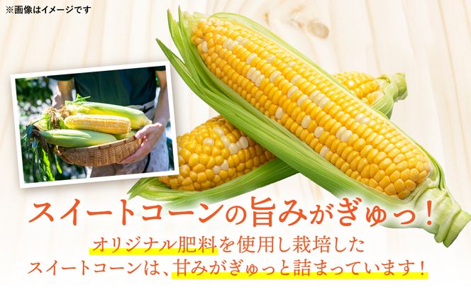 【先行予約】 スイートコーン5kg(11本～13本) ドルチェドリーム とうもろこし コーン 野菜 やさい 新鮮 冷蔵 BBQ おつまみ 【2026年5月中旬より順次発送】