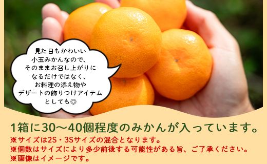 みかん 山北みかん 小玉サイズ(2S,3Sサイズ) 3kg 約30～40個入り 甘い - 果物 フルーツ 柑橘類 温州みかん ミカン 蜜柑 甘い 山北みらい 高知県 香南市 yk-0077