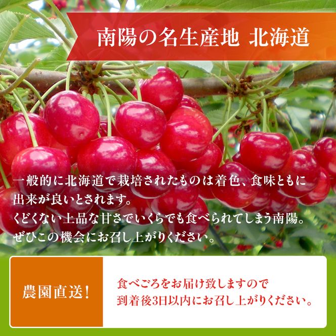  [先行受付] さくらんぼ 南陽 2Lサイズ 以上 300g（300g×1パック） 化粧箱入   サクランボ チェリー フルーツ 果物 果物類 ギフト 贈答品 北海道 仁木町 仁木 [小林信幸]