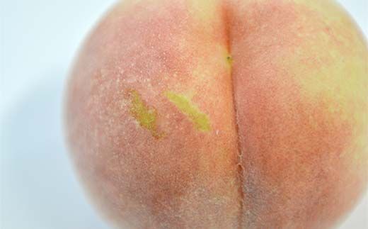 FYN6-208 ≪2026年先行予約≫ご家庭用 山形県産 おまかせ 白桃 約5kg(12～20玉) 2026年8月上旬から順次発送 夏果実 果実 果物 くだもの フルーツ 桃 もも ピーチ 家庭用 自宅用 訳あり 農業者 農家 支援品 産地直送 山形県 西川町 月山