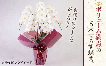 大輪 胡蝶蘭 ( 白 / 5本立ち ) 糸島市 / 平野園芸 花 生花 [AMI001] 胡蝶蘭 蘭 生花 花 ギフト 贈り物 お祝い 大輪 白 ギフト 祝 開店祝い