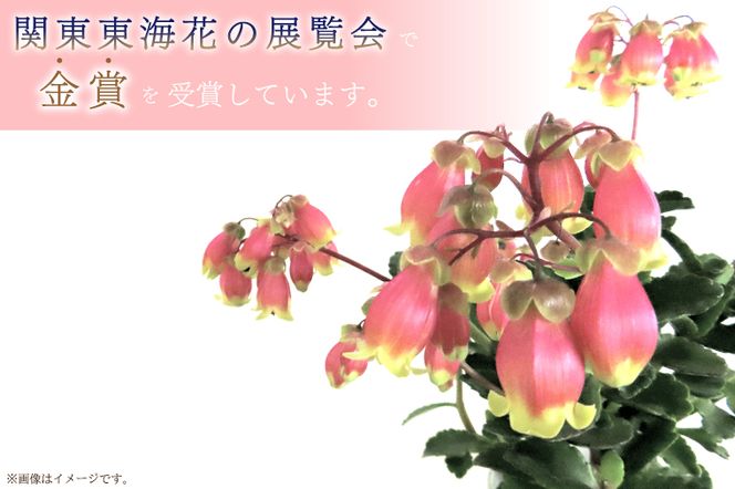 【2027年2月より順次発送】須貝花園 カランコエ 1鉢(7号鉢)｜カランコエ 花 季節の花 須貝花園 先行予約 茨城県 行方市(C-3)