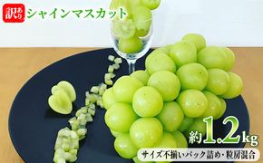 訳あり シャインマスカット 約1.2kg  赤坂果樹園 ぶどう 長野 マスカット ブドウ フルーツ 果物 シャイン【 果物類 】 長野県産 