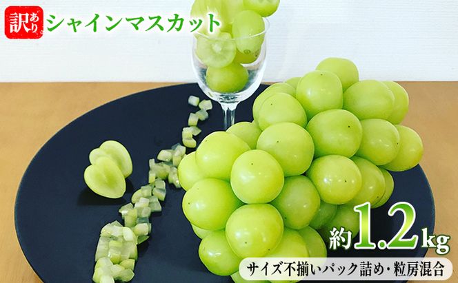 訳あり シャインマスカット 約1.2kg  赤坂果樹園 ぶどう 長野 マスカット ブドウ フルーツ 果物 シャイン【 果物類 】 長野県産 