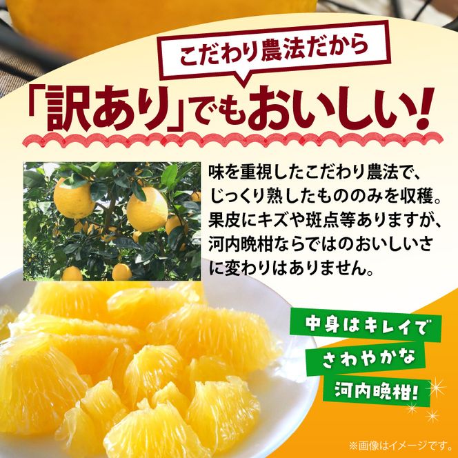 AB7041n_有田育ちの 河内晩柑 【訳あり 家庭用】3.5kg (サイズ混合)【ミカン 蜜柑 灘オレンジ サウスオレンジ 柑橘 フルーツ 和歌山 有田】