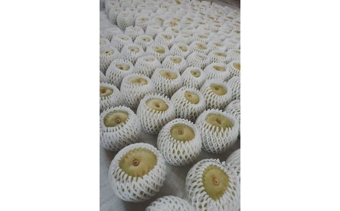 【2026年8月下旬より発送】三ツ田農園 二十世紀梨 (青秀)自家用3kg 313726_CY010