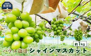 【早期予約】シャインマスカット約1kg（ハウス栽培）｜フルーツ 果物　※北海道・沖縄・離島への配送不可　※2026年9月～発送