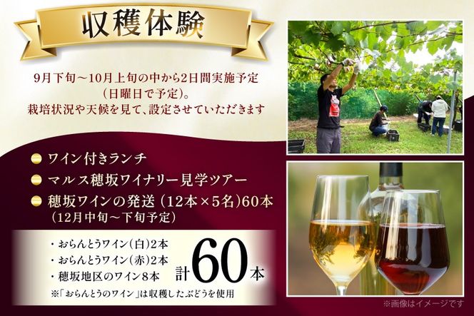 ワイン 収穫体験＆ワインセット 12本×5名 計60本 5名様 参加券 ワイナリー [本坊酒造マルス穂坂ワイナリー 山梨県 韮崎市 20745172]