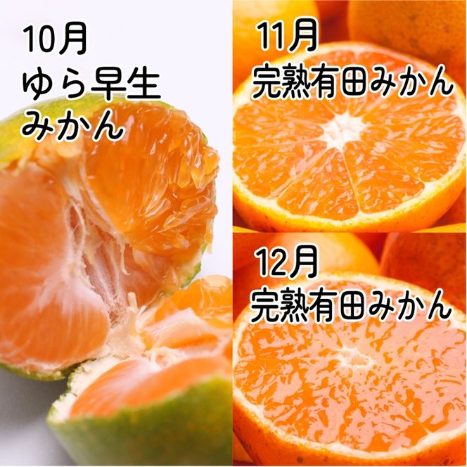 【定期便】家庭用 柑橘定期便 SS 3回（10～12月）※北海道・沖縄・離島への配送不可※10月・11月・12月に発送