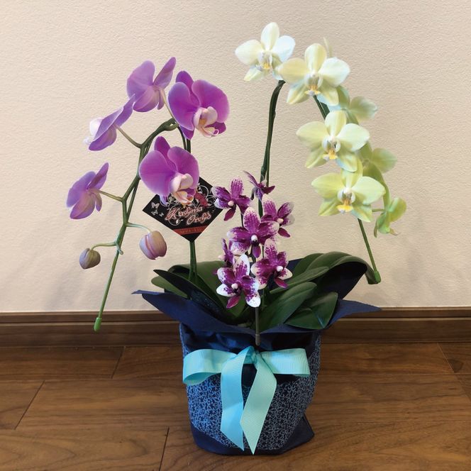 花農家応援企画！！おまかせミニ胡蝶蘭（3本寄せ）【お花 花 コチョウラン 胡蝶蘭 蘭 ラッピング 贈り物 プレゼント 誕生日 お祝い 誕生日 母の日 父の日 敬老の日 鹿嶋市 茨城県】（KAR-10）