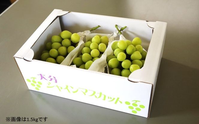 テレビで紹介されました！【先行予約】【令和8年発送】農家直送！ 新鮮！ 朝づみ シャインマスカット 1.5kg (3～4房) フルーツ 果物 贈答 大分県産 採れたて_2537R-2