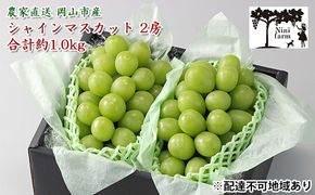 ぶどう 2026年 先行予約 【平均糖度20度】 農家こだわりの シャイン マスカット 2房 合計約1.0kg 贈答クラス ブドウ 葡萄 岡山県産 国産 フルーツ 果物 ギフト 【 Nini farm 農家 直送 】 岡山のぶどう デザート