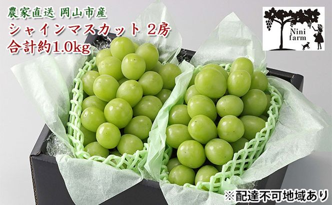 ぶどう 2026年 先行予約 【平均糖度20度】 農家こだわりの シャイン マスカット 2房 合計約1.0kg 贈答クラス ブドウ 葡萄 岡山県産 国産 フルーツ 果物 ギフト 【 Nini farm 農家 直送 】 岡山のぶどう デザート