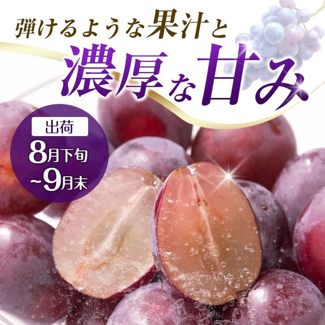 【定期便・全2回】完熟マンゴーとピオーネ定期便（マンゴー 完熟マンゴー アップルマンゴー ブドウ ぶどう 種なし ピオーネ 定期便）