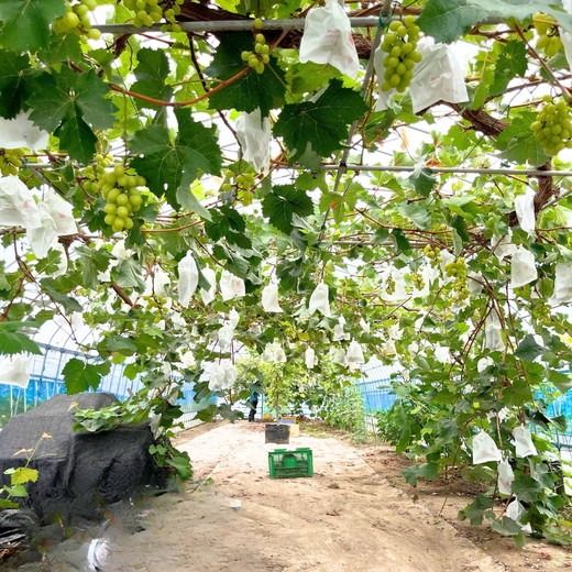 茨城県常総市産 シャインマスカット 約3kg｜ぶどう ブドウ 葡萄 果物 フルーツ 贈り物 ※2026年8月中旬～9月中旬頃に順次発送予定