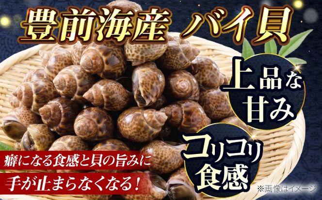 豊前海産 バイ貝 3kg (60〜99個前後) 《築上町》【明青丸】 バイガイ 貝 カイ[ABCB015]