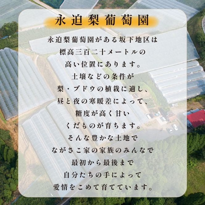 【観光農園直送！】旬の梨詰め合わせ 3kg（梨 なし ナシ 果物 フルーツ 限定）