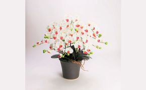 綺麗で丈夫な三河陶器で贈る光触媒胡蝶蘭小輪５本立（ブラウンの陶器×白色の花） H100-112