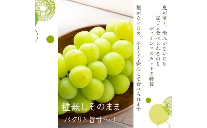 鳥取産 シャインマスカット 訳あり ご自宅用 2房 312011_FT008