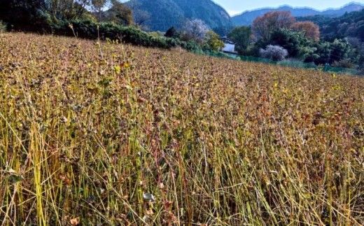令和8年度 栃木県鹿沼市産 そば粉 1kg | 蕎麦 蕎麦粉 ガレット ※2026年11月～発送