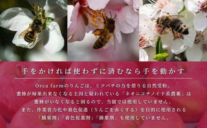 【2026年9月～発送】シナノスイート 家庭用 約5kg りんご リンゴ 林檎 果物 フルーツ 長野県 長野 山ノ内町