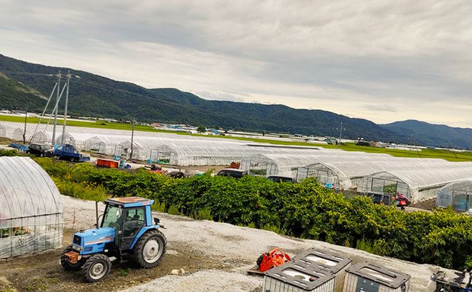 富良野産 訳あり キングメロン 4～6玉 (計8kg) 赤肉 メロン ご家庭用 富良野メロン 果物 フルーツ 甘い ジューシー 新鮮 贈り物 ギフト おやつ 夏 北海道 富良野市