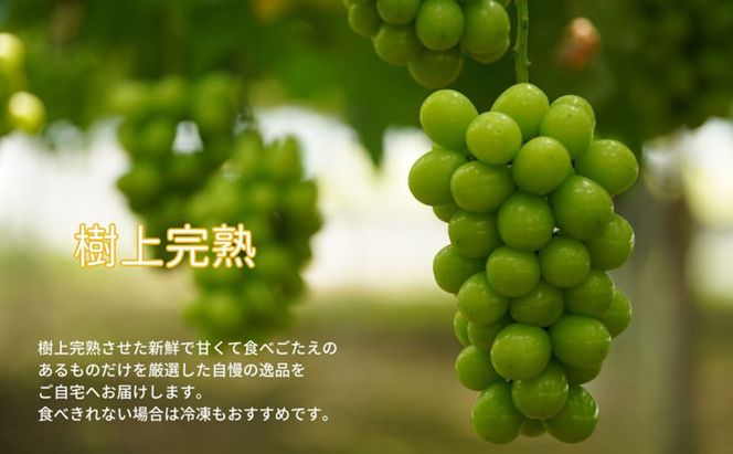 訳あり シャインマスカット 2房 合計1.1kg以上 産地直送 朝採れ ぶどう 葡萄 シャイン マスカット 岡山 Kawahara Green Farm 岡山県産 2026年 先行予約