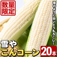 ＜先行予約受付中！2026年9月下旬以降順次発送予定＞白いとうもろこし「雪やこんコーン」(20本) 国産 トウモロコシ 玉蜀黍 ホワイト コーン 野菜 糖度 夏 イネ科 数量限定 期間限定 【うとさんち】akn067-27