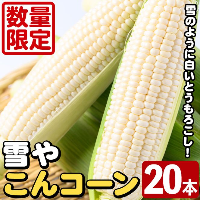 ＜先行予約受付中！2026年9月下旬以降順次発送予定＞白いとうもろこし「雪やこんコーン」(20本) 国産 トウモロコシ 玉蜀黍 ホワイト コーン 野菜 糖度 夏 イネ科 数量限定 期間限定 【うとさんち】akn067-27