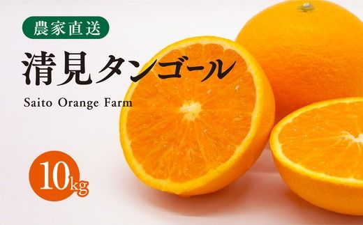 【先行予約】Saito Orange Farmの清見タンゴール10kg ｜ 柑橘 みかん ミカン フルーツ 果物 愛媛　※離島への配送不可　※2025年3月下旬頃より順次発送予定